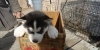 Siberian Husky Puppies For Sale